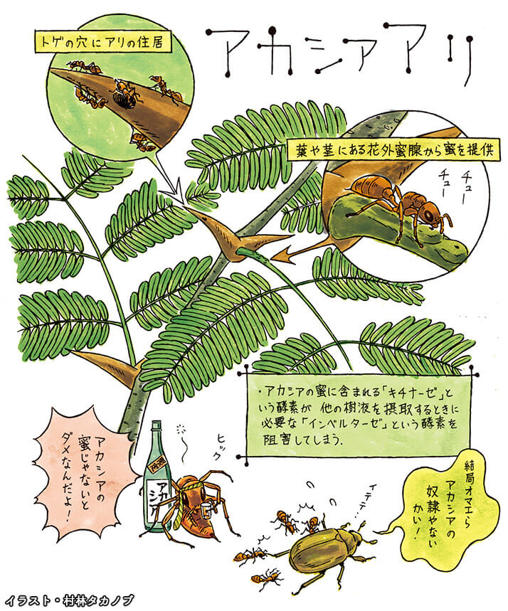 もうこの蜜以外食べられない！ アリに住居と甘い蜜を与え依存させるアカシアの恐ろしい生態【えげつない寄生生物】（2ページ目） | デイリー新潮