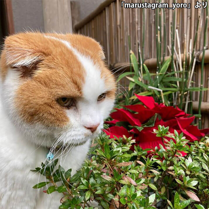 養老孟司 愛猫 まる の死について語る 今でも守る習慣 もうそんなことする必要ないのに ニフティニュース