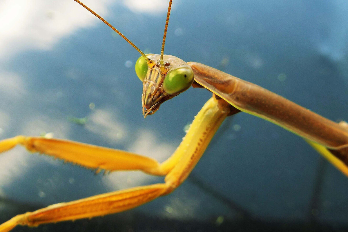 泳げないカマキリを入水自殺させる 寄生虫 その恐るべき洗脳術とは ニフティニュース