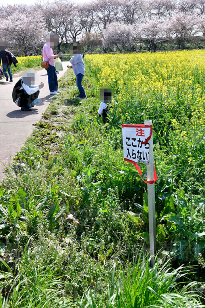 半年以上かけて大事に育てた花が 花畑が踏みつぶされできた 獣道 の悲しみ デイリー新潮