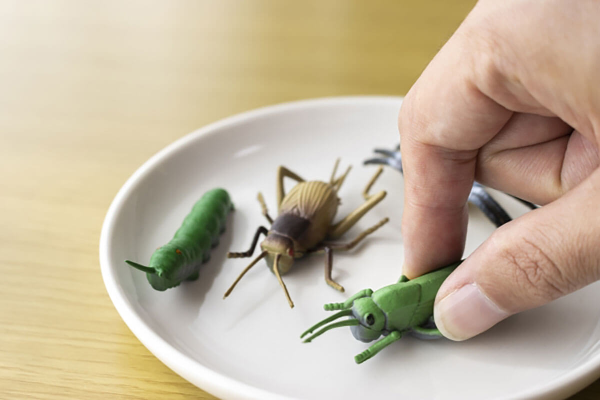 コオロギ食騒動から1カ月 研究者は「“昆虫は代替たんぱく質“が誤解を