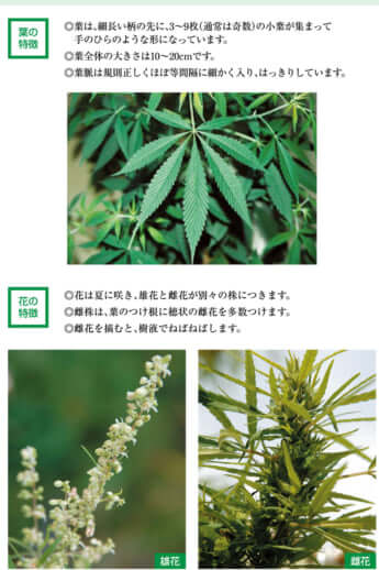 最高級の大麻「シンセミア（sinsemilla）」