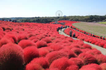 ひたち海浜公園イメージ