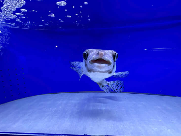 幼魚水族館の様子