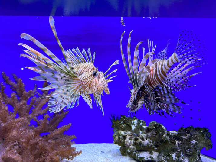 幼魚水族館の様子