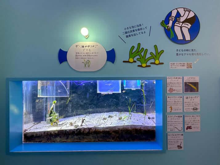 幼魚水族館の様子