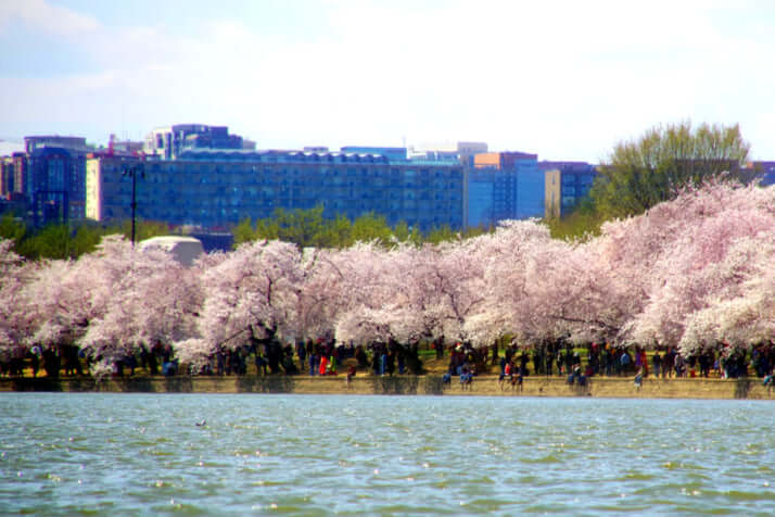 桜（ワシントンのポトマック）