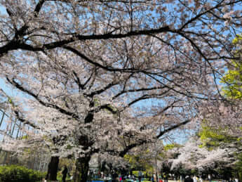 駒沢公園（世田谷区）イメージ