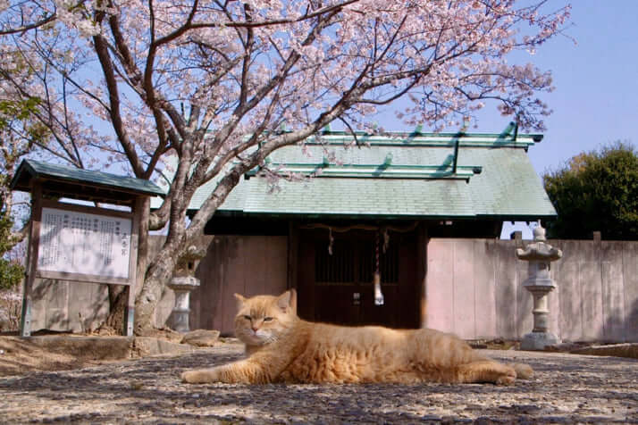 五香宮の猫_1