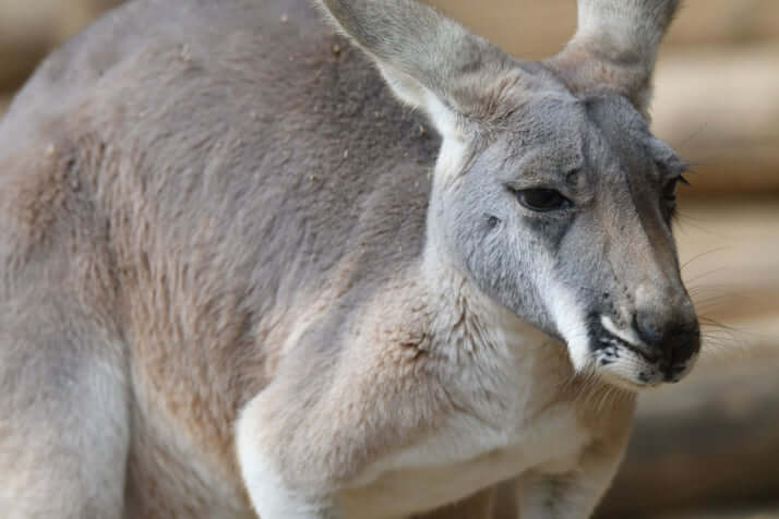 カンガルーイメージ