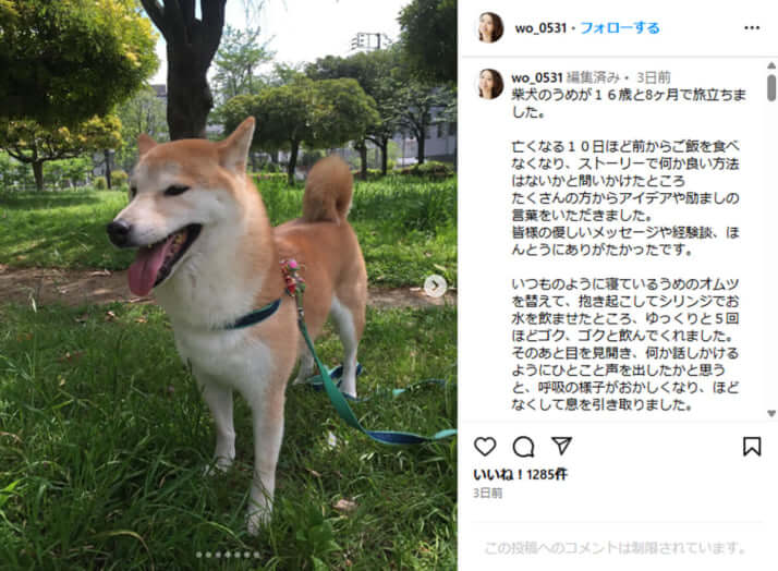 眞鍋かをりの愛犬「うめ」