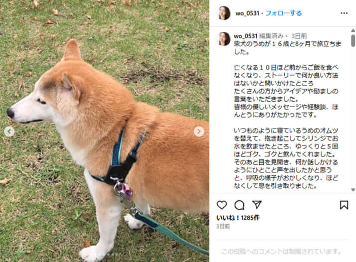 眞鍋かをりの愛犬「うめ」