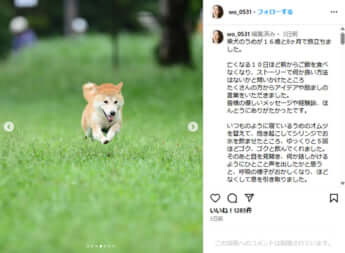 眞鍋かをりの愛犬「うめ」