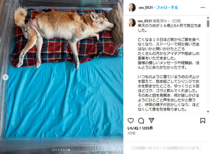 眞鍋かをりの愛犬「うめ」