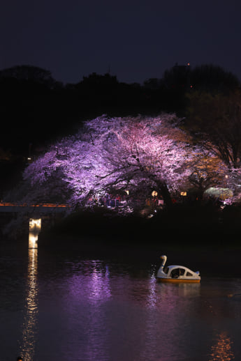 25年11号グラビア 夜桜_1