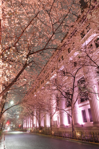 25年11号グラビア 夜桜_2