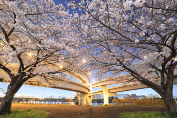 25年11号グラビア 夜桜_3